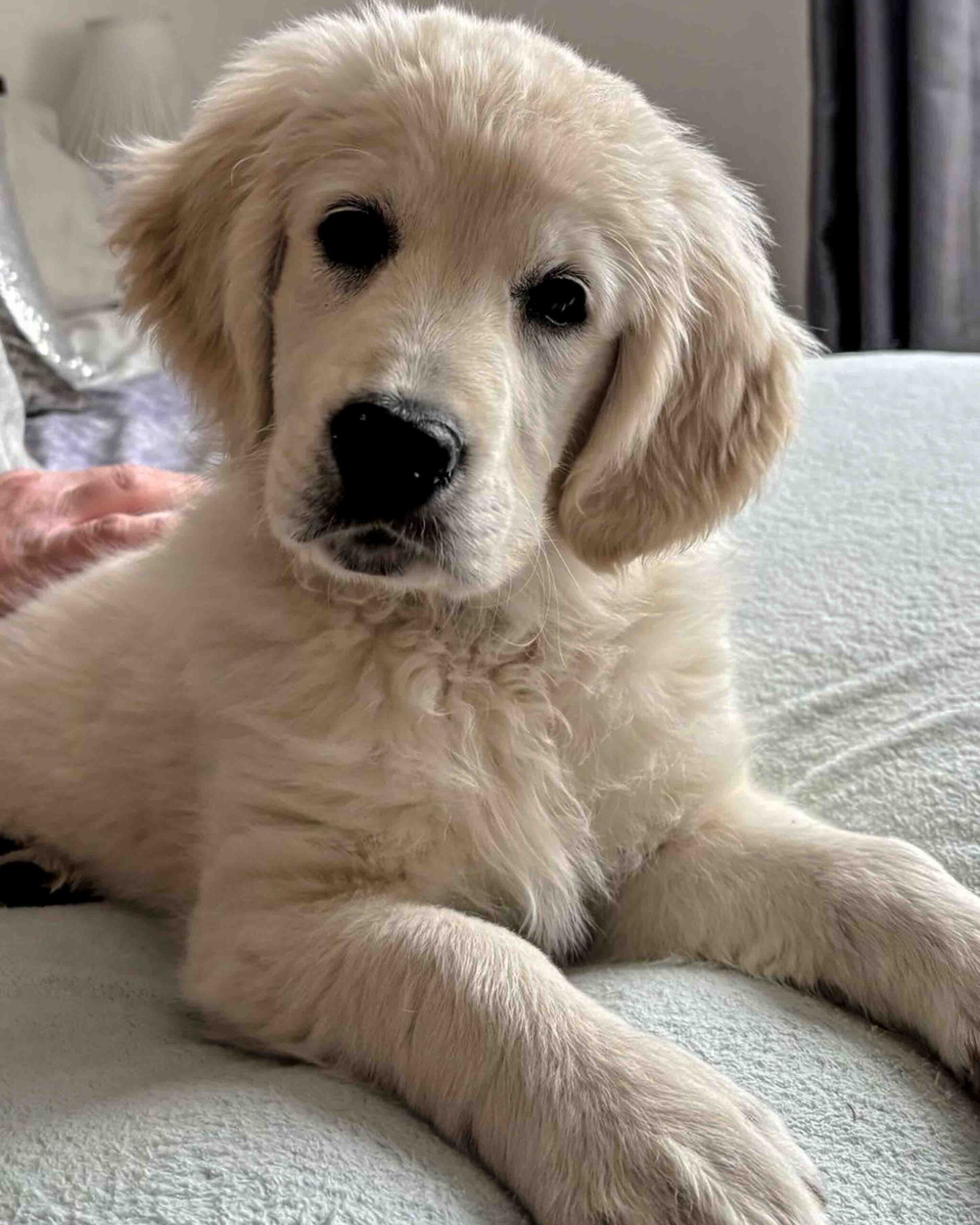 Puppy-3