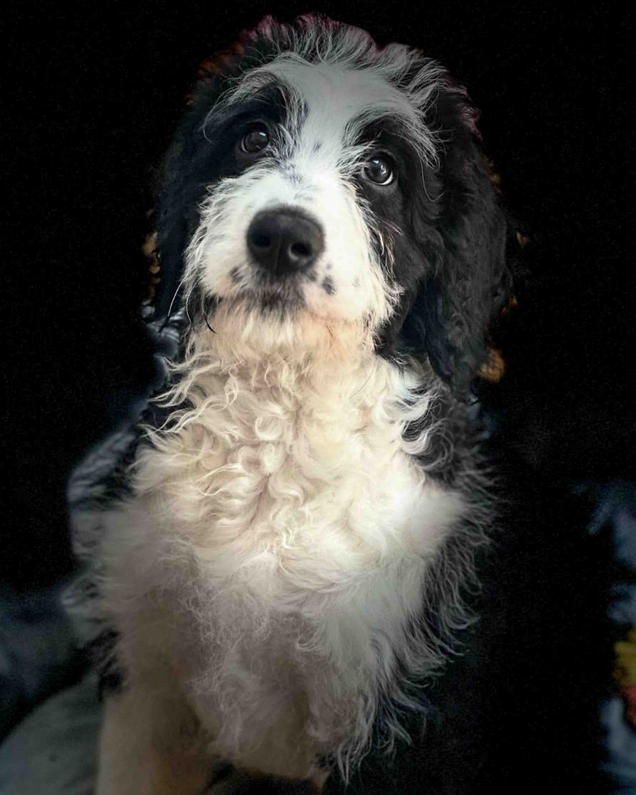 Puppy-8